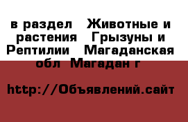  в раздел : Животные и растения » Грызуны и Рептилии . Магаданская обл.,Магадан г.